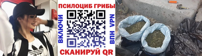 купить наркотик  Ряжск  Псилоцибиновые грибы мицелий 